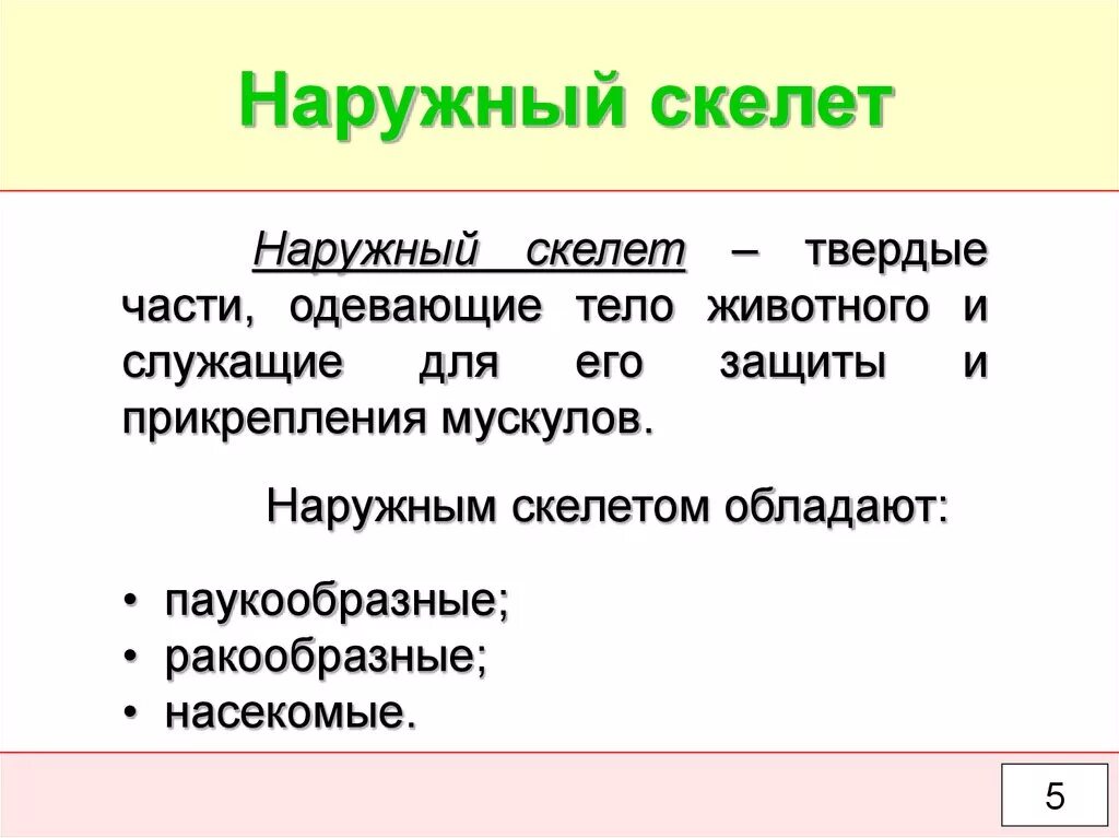 Наружный скелет представители