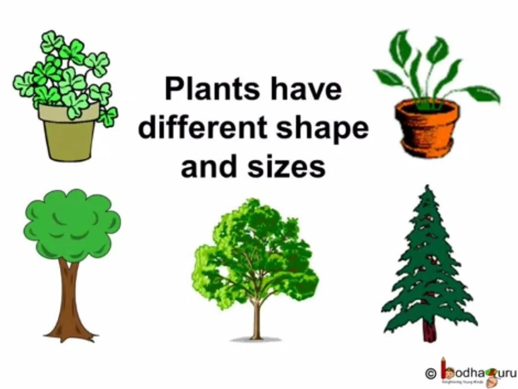 How many plants. Plants на английском для детей. Зеленый растения на английском. Kind of Plants презентация. Комнатные растения на английском.