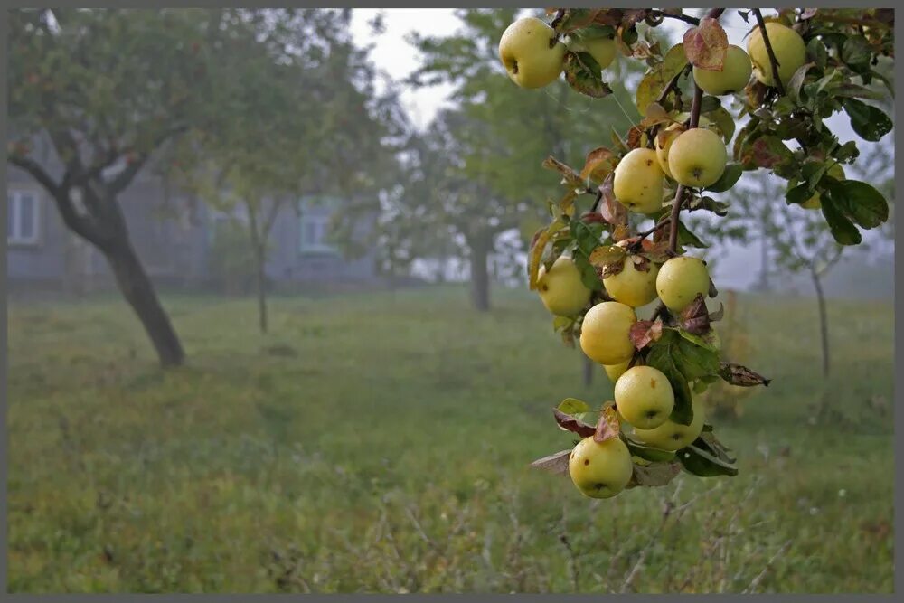 Яблочные плантации нормандии. В саду яблонь было. Фруктовые деревья для сада. Яблоня сорт скала. Яблоня пирос.