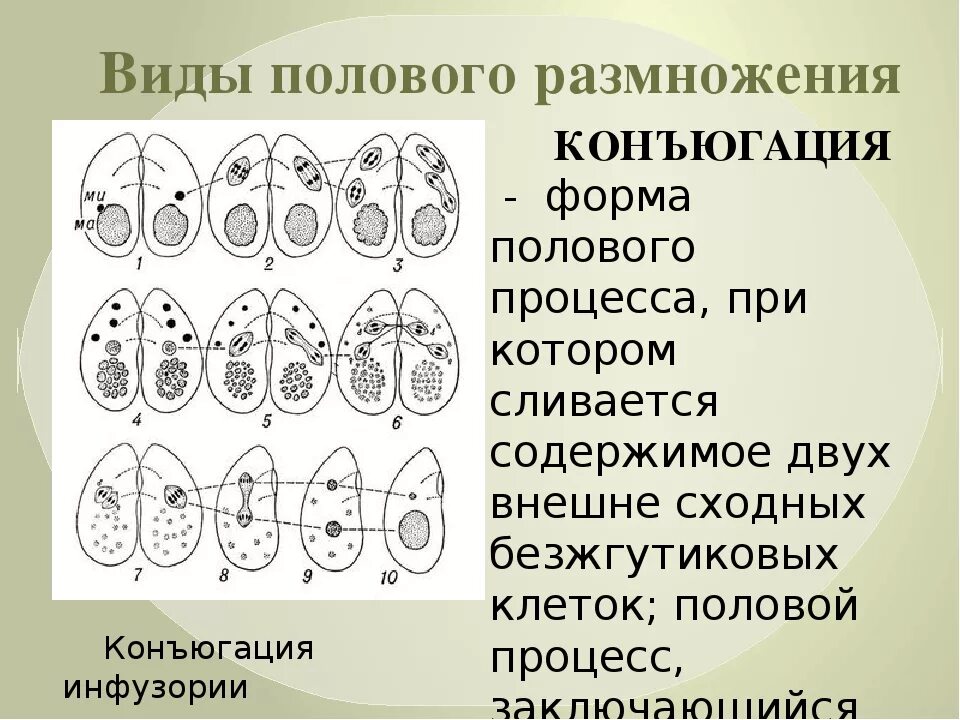 Конъюгация размножение. Конъюгация Тип полового размножения. Половой процесс инфузорий. Процесс конъюгации у инфузорий.