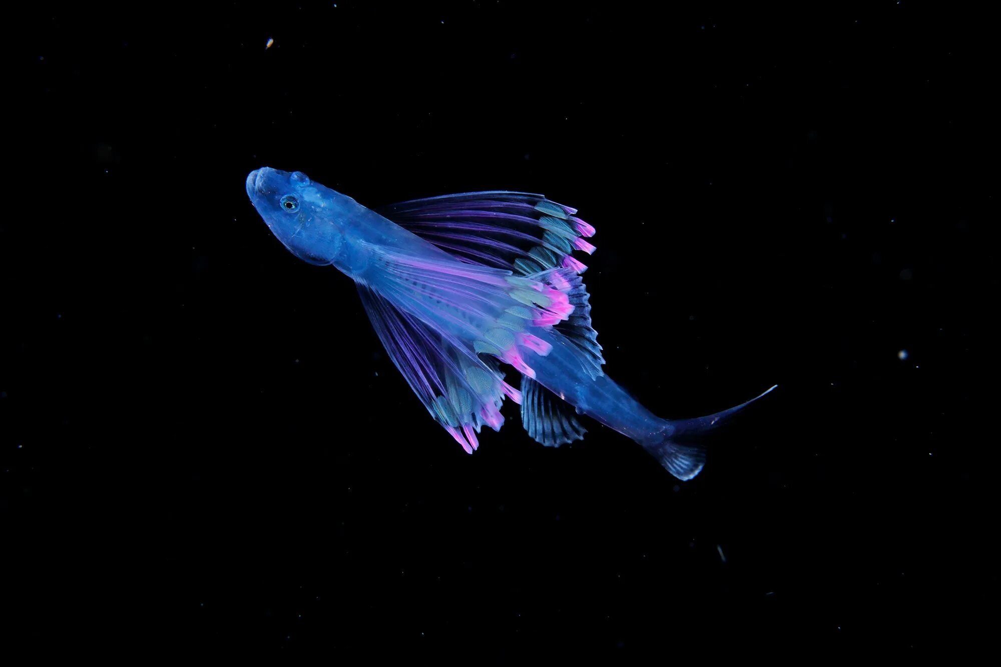 Глубоководные обитатели океана. Биолюминесценция удильщик. Люминесцентные глубоководные рыбы. Bathypterois grallator. Рыба-тренога (Bathypterois grallator).