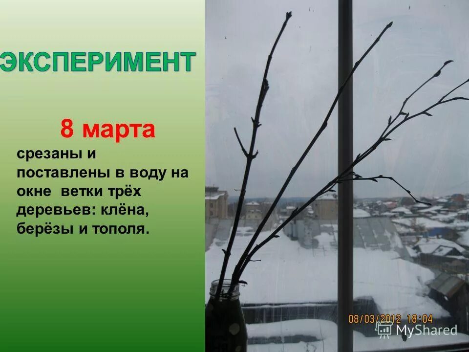 Укоренение черенков смородины в воде. Опыт ветка в воде. Береза черенок в воде. Весенние веточки в вазе. Веточки березы в вазе.