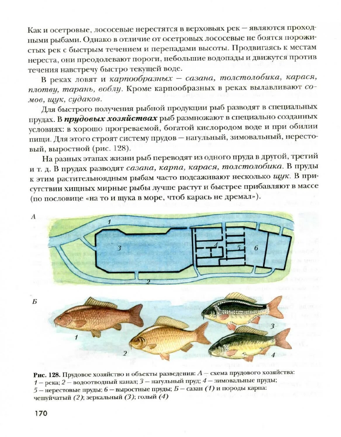 Схема прудового рыбного хозяйства. Прудовое хозяйство и объекты разведения. План схема прудового хозяйства. Схема выростной пруд.