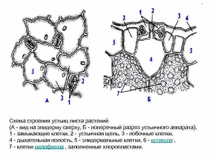 Строение эпидермы листа традесканции. Эпидермис, строение устьица. Рисунок эпидермис листа традесканции ткани. Строение клетки устьица. Кожица листа традесканции