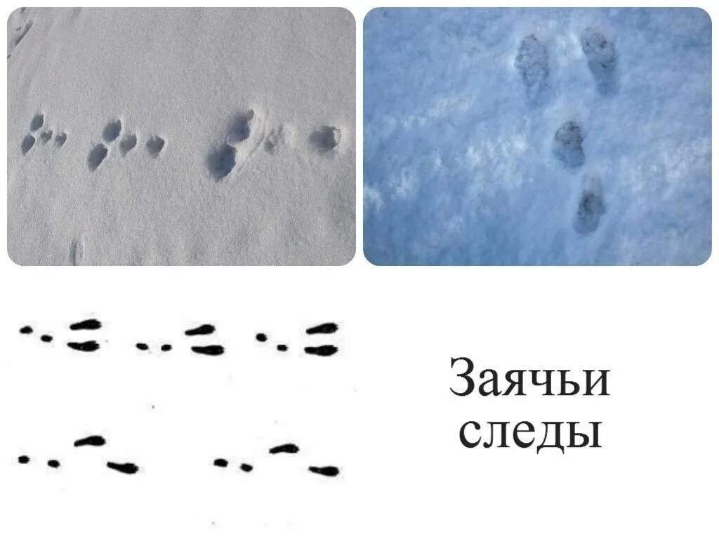 Как выглядит след. Как выглядят следы зайца. следы зайца русака. следы зайца беляка. как выглядят заячьи следы на снегу.