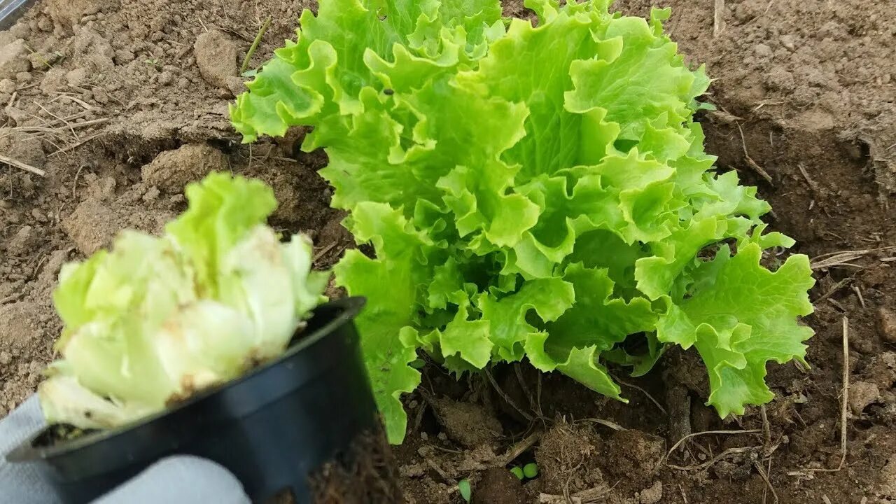 Когда можно сажать салат. Салат листовой Русич. Корень салата. Вырастить салат из покупного. Посев салата.
