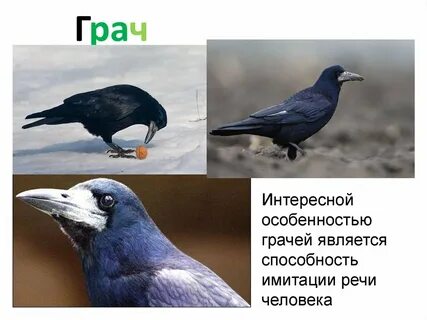 Сплош полноч грач
