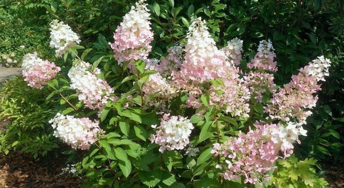 Сорт конфетти. Hydrangea paniculata Confetti.