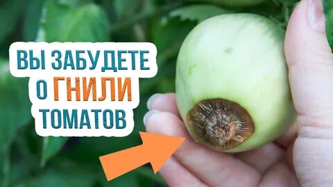 Как лечить вершинную гниль