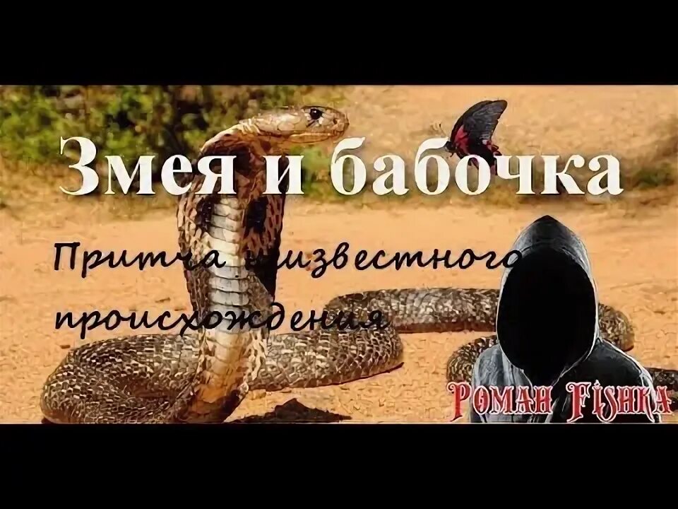 Притча о змее и старце. Змея и бабочка притча. бабочка змея. притча про змею и бабочку. притча о змее.