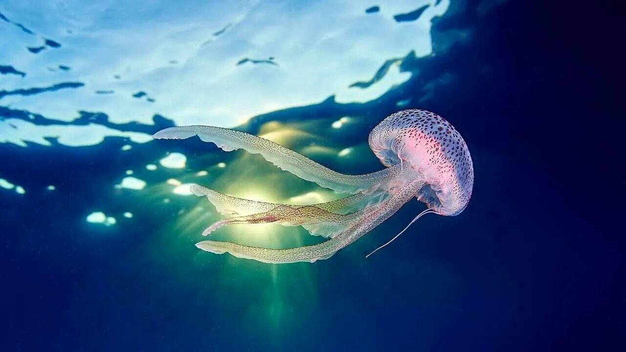 Медуза цена лайф. Пелагия ночесветка. Пелагия ночесветка (Pelagia Noctiluca). Медуза Джеллифиш. Медуза морская.