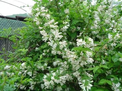 Кустарники цветущие в июне