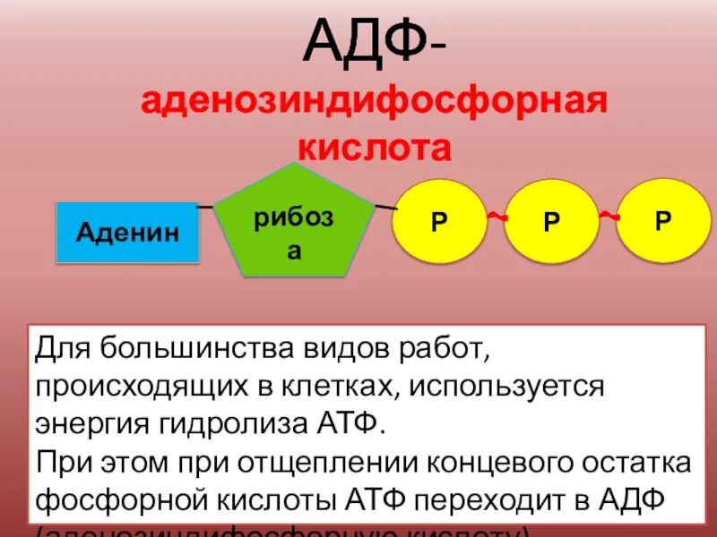 Материал атф. Строение молекулы АТФ. АТФ АДФ функции. АТФ аденозинтрифосфорная кислота.