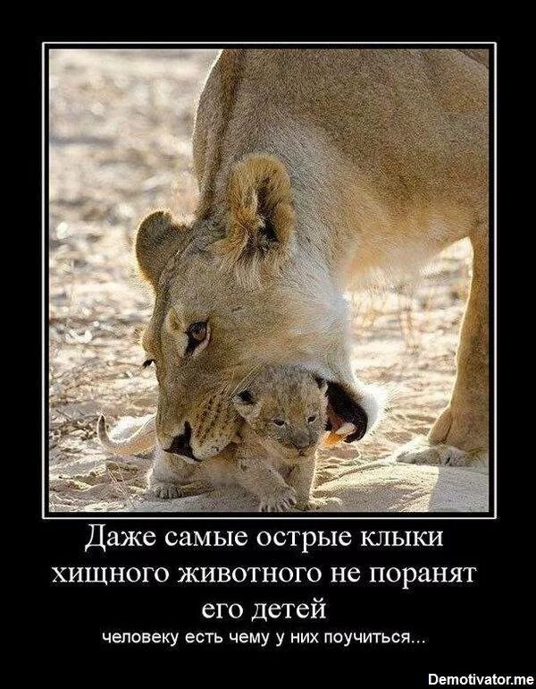Даже самые острые клыки животного никогда не поранят того кого любят. Пума семейство кошачьих. Даже звери. Прикольные демотиваторы. Даже звери.