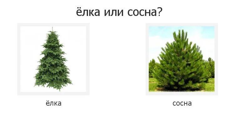 Как быстро растет елка. Ель или сосна. что быстрее растет ель или сосна. что растет быстрее елка или сосна. елка пахнет или сосна.