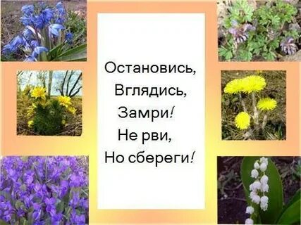 Буклет берегите первоцветы