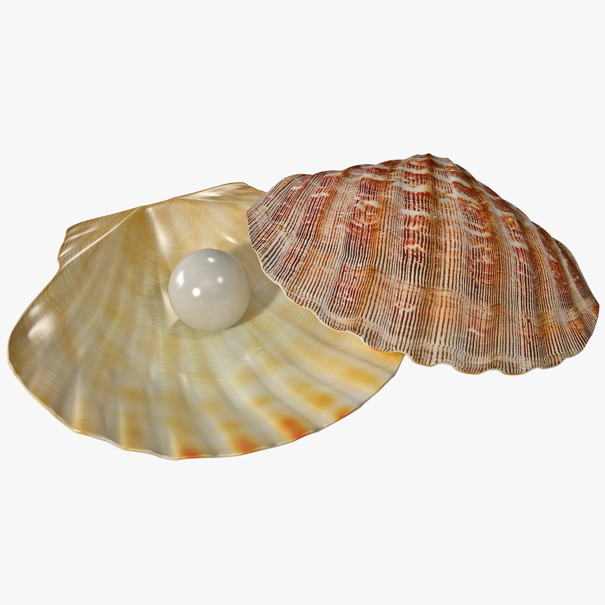 3ds Max Ракушка Устрица. Ракушка для террариума ARTUNIQ Shell with a Pearl Art-2230170 14.5х13.3х6.5 см. Жемчуг в ракушке. Ракушка с жемчужиной. Берилова ракушка