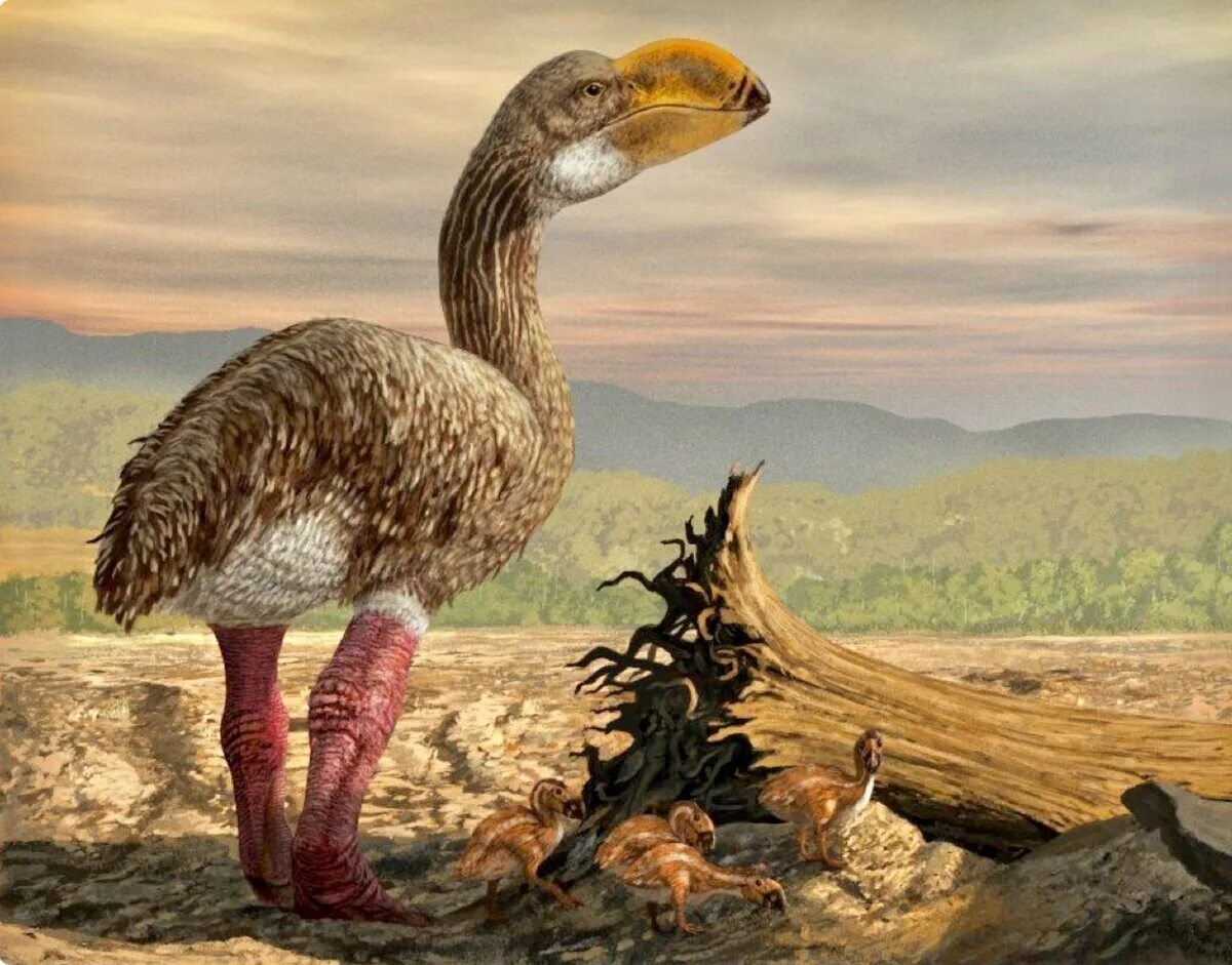 Титанис уоллера птица. Гасторнис титанис фороракос келенкен. Титанис уоллера птица. Титанис уоллера. Титанис уоллера титанис гасторнис.