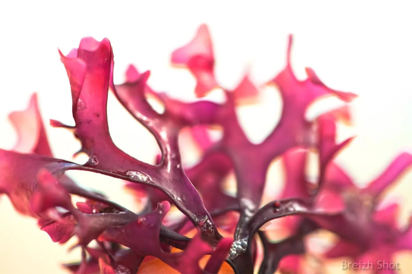 Красные водоросли Филлофора. Красные водоросли багрянки. Родимения. Красивые красные водоросли.