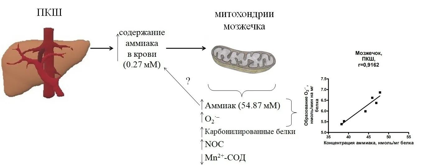 Пересадка митохондрий. Токсическое действие аммиака на нервную систему. Митохондрии окислительный стресс. Токсическое действие аммиака биохимия. Причины токсичности аммиака биохимия.