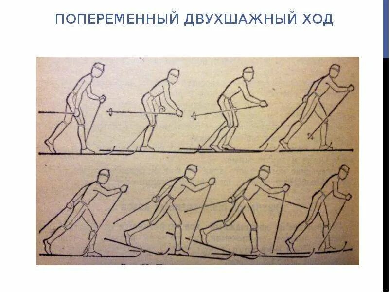 Попеременный двухшажный ход на лыжах состоит из. Попеременный двухшажный ход техника. Попеременный двухшажный ход на лыжах. Техника попеременно двухшажного классического хода. Техника лыжных ходов попеременный ход.
