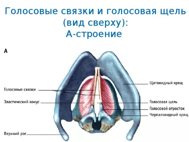 Строение гортани, горла, голосовых связок. Голосовая складка гортани анатомия. Голосовые связки и голосовая щель. Строение голосовых складок. Между голосовыми связками голосовая