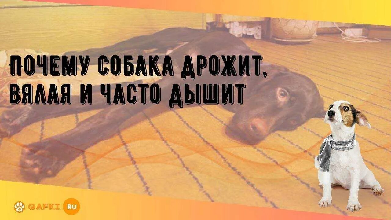 Собака трясется причины. Собака часто дышит причины. почему собака часто дышит. почему собака быстро дышит.
