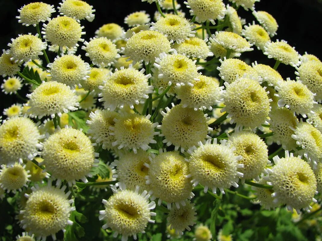 Хризантема матрикария пиретрум. Девичий пиретрум посадка и уход. Пиретрум девичий (tanacetum parthenium). Матрикария пиретрум девичий. Матрикария пиретрум девичий.