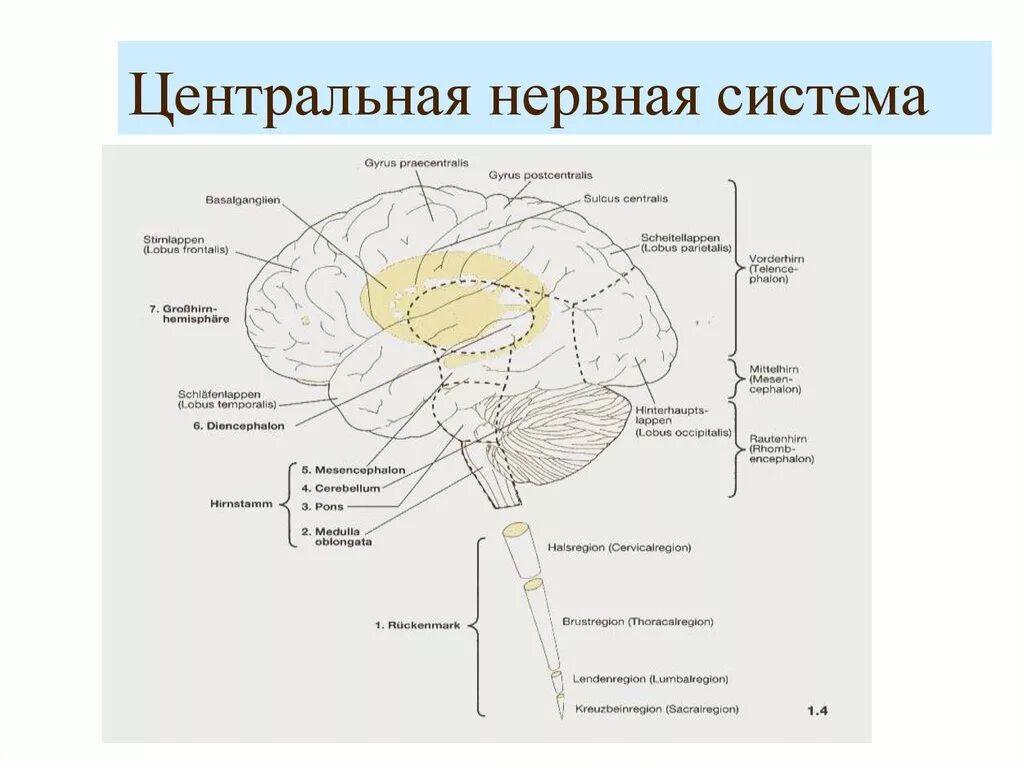 Центральная нервная система анатомия. Схема строения центральной нервной системы. Строение ЦНС человека схема. ЦНС отделы центров анатомия. Центральная нервная система схема.