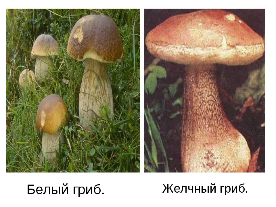 Ложный Боровик двойник белого гриба. Ложный Боровик, желчный гриб. Ложный Боровик белый гриб съедобный. Желчный гриб съедобный или несъедобный.