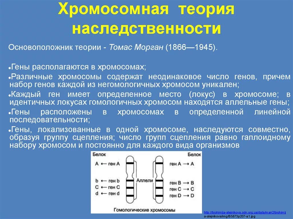 Кто имеет одинаковый набор генов. Гены в разных хромосомах. Гены находятся в хромосомах. Гены признаков находятся в разных хромосомах. Гены в хромосомах располагаются.