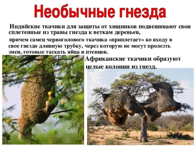 Необыкновенно гнездо текст