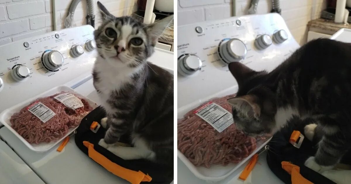 Кот который а. Наглые коты. кот набедокурил. наглые коты картинки. дерзкий котик.
