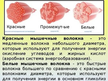 Разные типы мышечных волокон