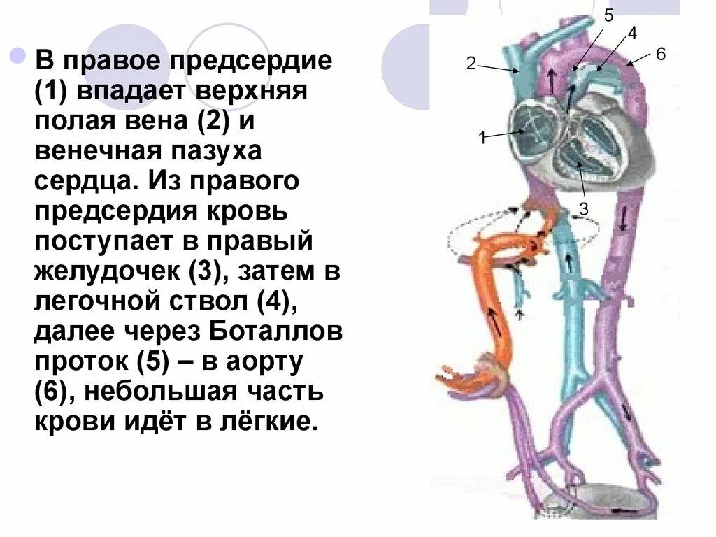 Нижняя полая вена впадает в. Верхняя полая вена анатомия. Поясничные вены анатомия. Верхняя полая вена впадает в правое предсердие на уровне. Нижняя полая вена ветви анатомия.