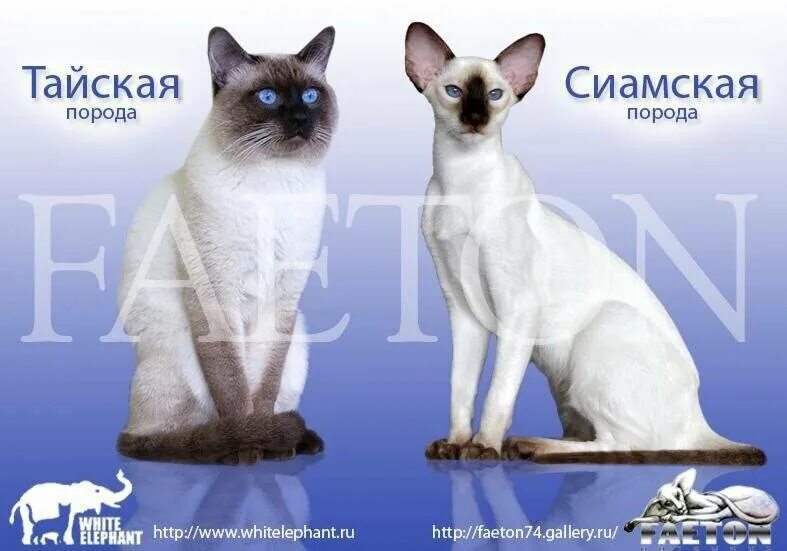 Тайская кошка и сиамская кошка. Тайская старосиамская кошка. Сиамская и тайская кошка. Тайская кошка и сиамская кошка. Сиамская и тайская кошка разница.