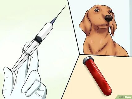 Как измерить температуру у собаки градусником