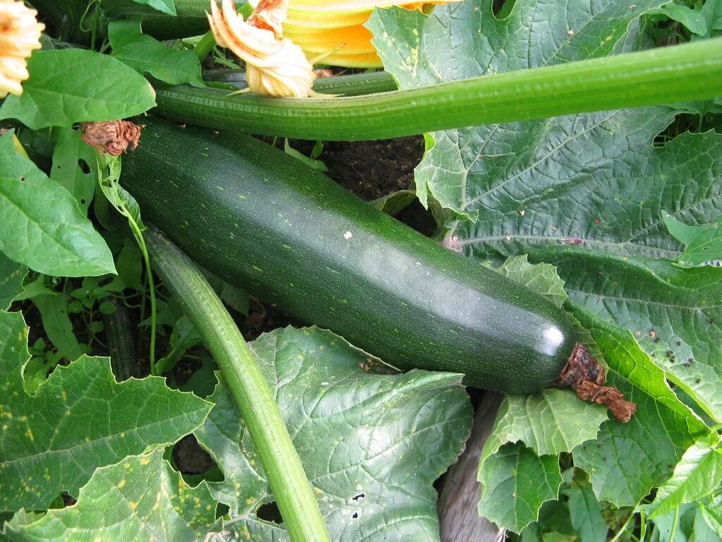 Кабачок цуккини аэронавт. Факты о кабачках. Кабачок цуккини хобби f1. Кабачок диамант f1. Кабачок цуккини цукеша.