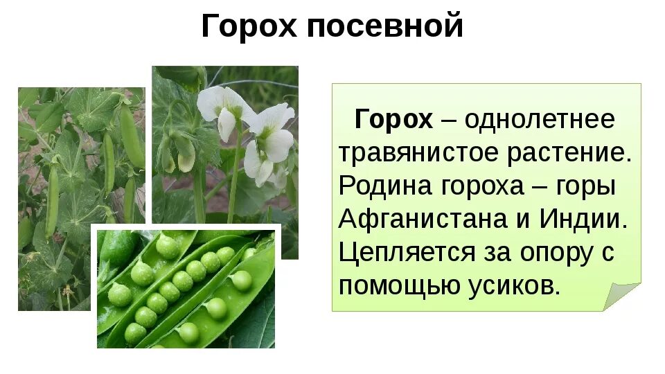 Звук гороха. Горох информация по биологии 6 класс. Горох Родина растения. Сообщение о горохе 6 класс биология. Семейство бобовые горох посевной.