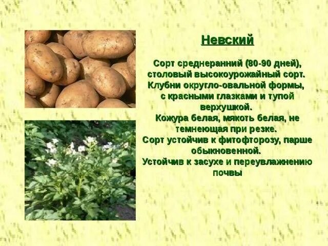 Свойства сорта. Сорт картофеля невский. сорт невский картофель характеристика. картофель сорт невская описание сорта. картофель невский описание сорта.