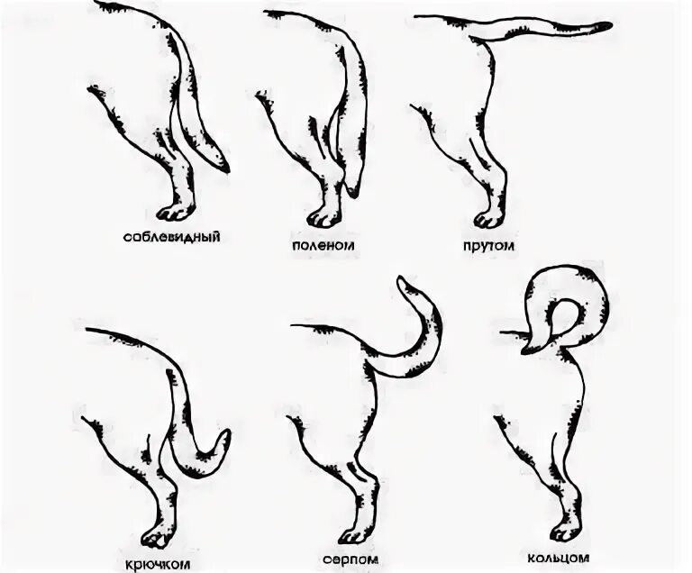 Почему собака поджимает хвост. Хвост собаки. Положение хвоста у собак. Форма хвоста прутом.