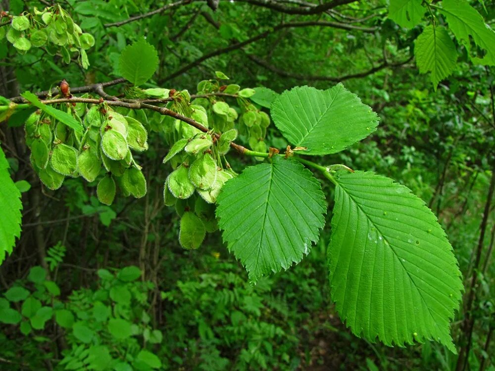 Вяз гладкий (Ulmus laevis). Вяз Ильм карагач. Вяз Ильм карагач Берест. Вяз обыкновенный, гладкий (Ulmus laevis). Собранные лиственных