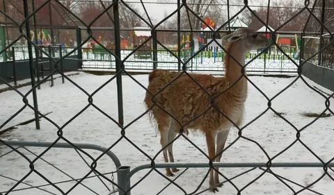 Омский зоопарк
