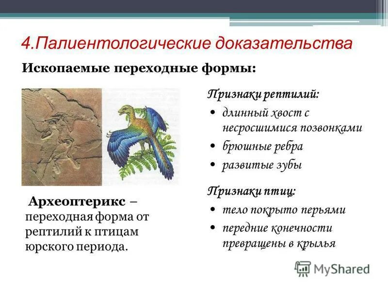 Общими признаками рептилий являются. Археоптерикс переходная форма между пресмыкающимися и птицами. Археоптерикс Эволюция птиц. Характеристика археоптерикса. Характеристика археоптерикса таблица признаки пресмыкающихся.
