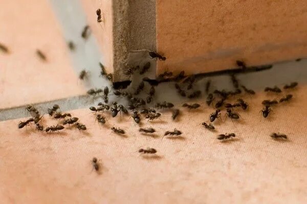 обработка от муравьев Ant control, Ants, Ant infestation