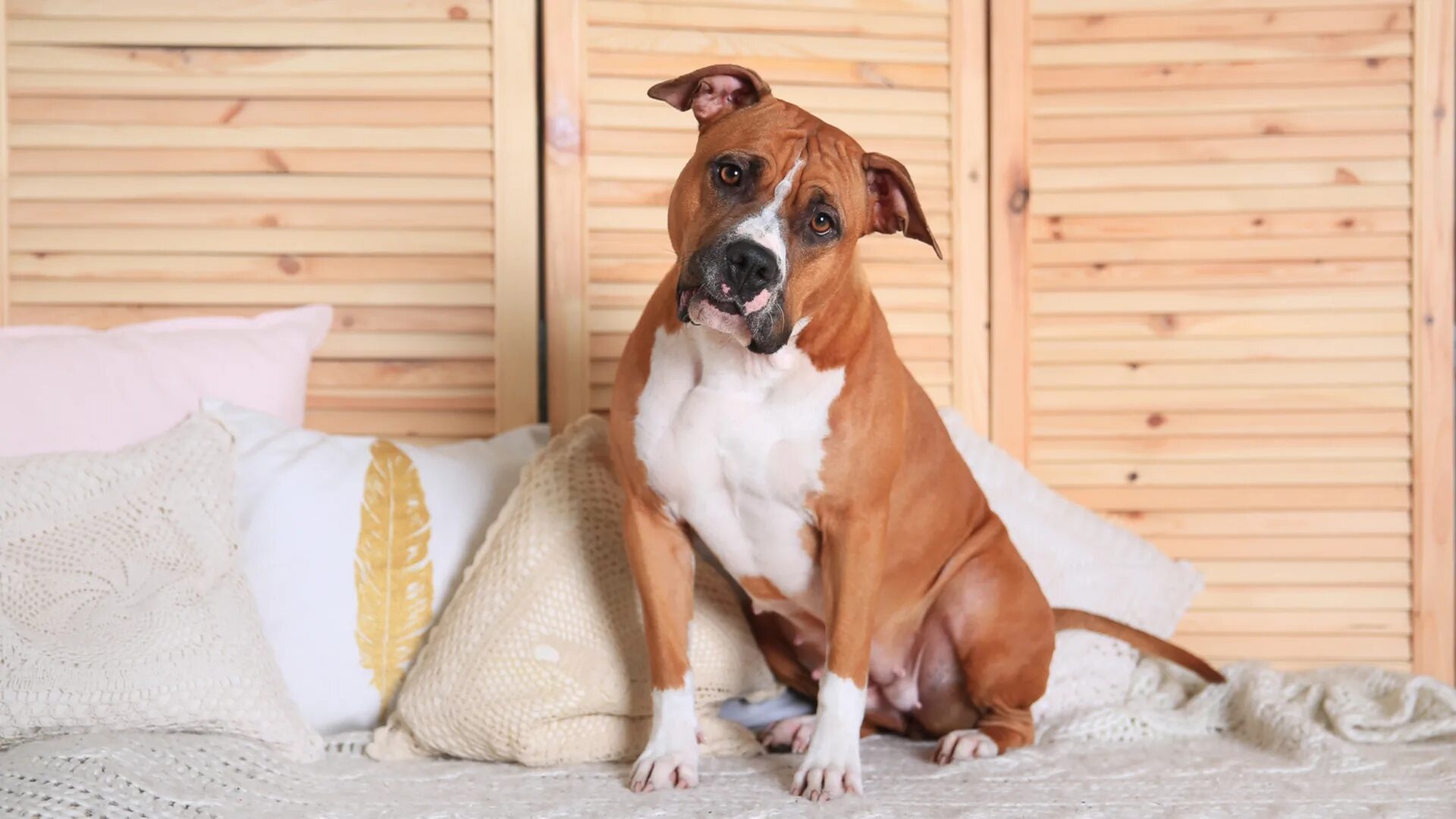 Собаки для квартиры. Квартирные породы. Квартирные породы. Породы собак для квартиры. Вельш корги терьер гладкошерстный.