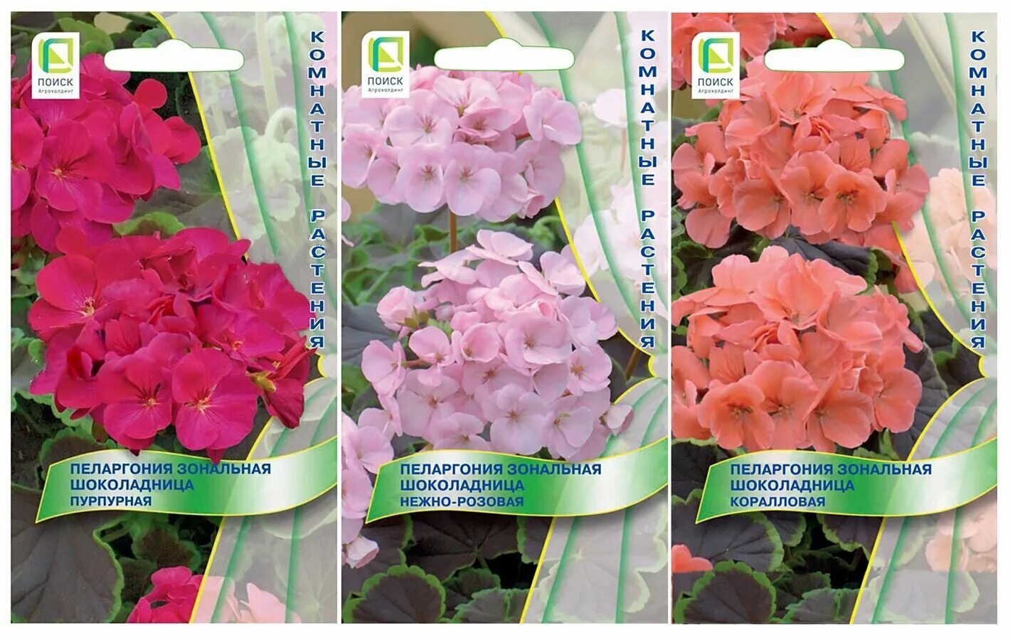 пеларгония зональная шоколадница. пеларгония зональная шоколадница коралловая. пеларгония шоколадница коралловая. пеларгония зональная шоколадница нежно-розовая. пеларгония зональная шоколадница.