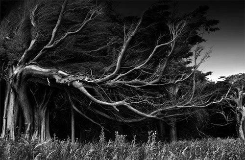 Wallpaper : light, blackandwhite, bw, white, black, tree, ART, monochrome, beaut