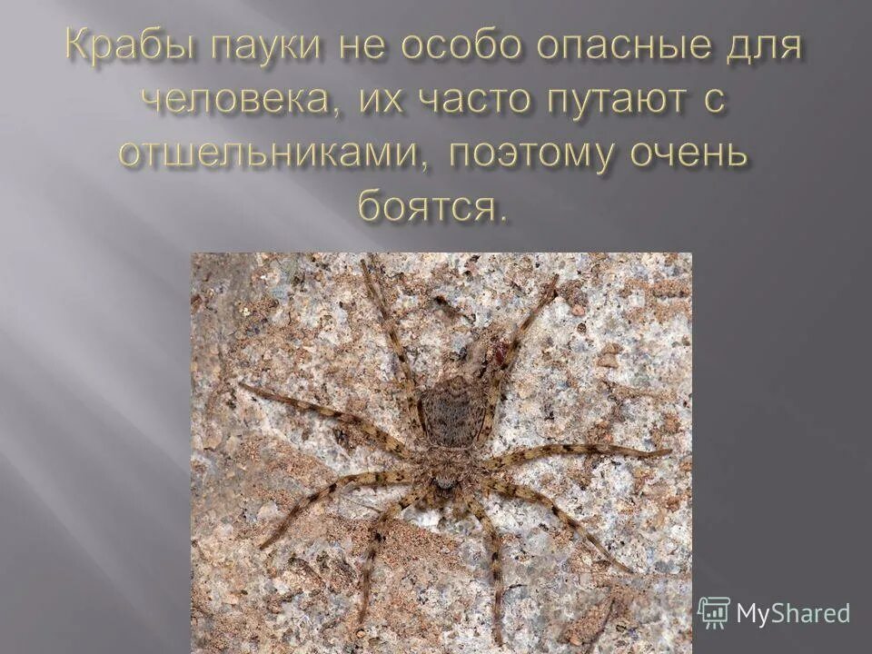 Вопросы по теме паукообразные. Презентация на тему ядовитые пауки. паукообразные опасные для человека.