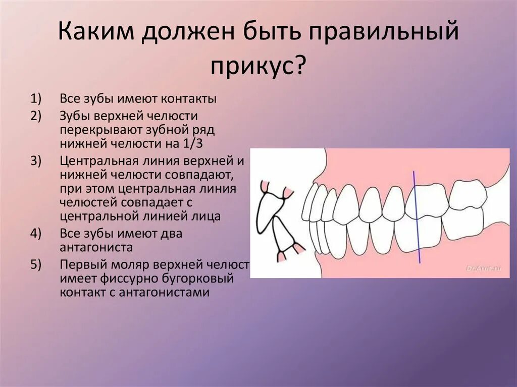 Ортогнатический прикус зубы. Правильный прикус спереди. Правильный прикус у человека челюсть. Правильный ортогнатический прикус. Насколько плотно